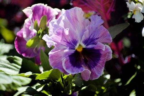 pansy flower purple