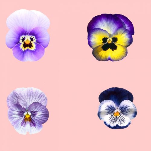 Pansy