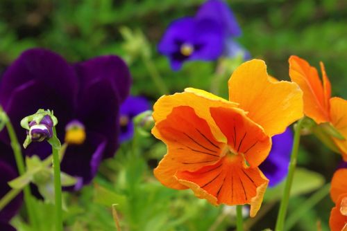 pansy plant flower