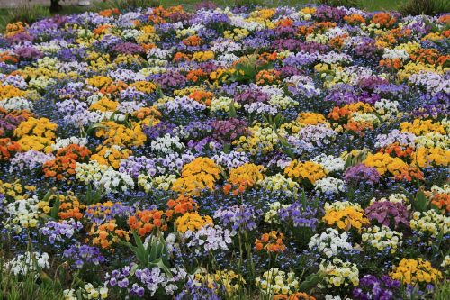 pansy flower bed spring