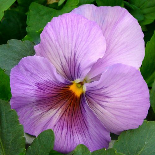 pansy bloom flower