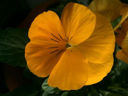 pansy viola wittrockiana violet