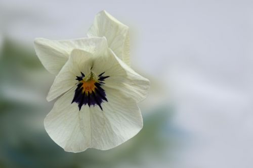 pansy flower blossom
