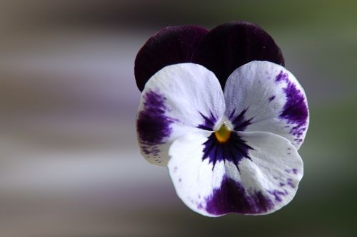 pansy blue white blossom