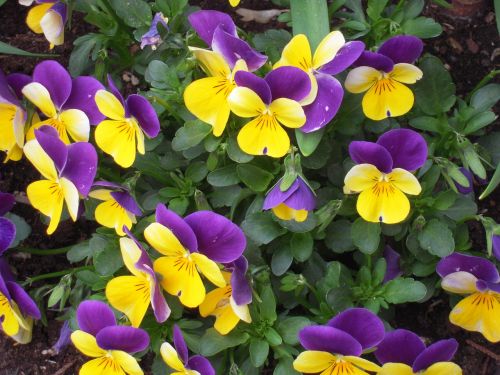 pansy garden spring