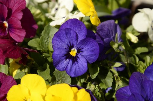 pansy spring violet
