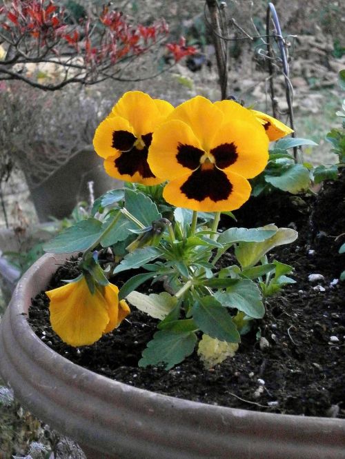 pansy yellow flowers winter flowers