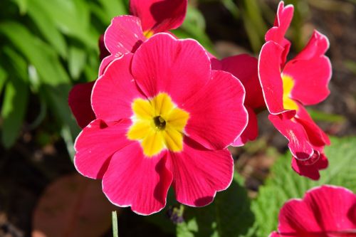 pansy flower pink