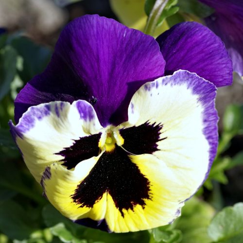 pansy flower blue