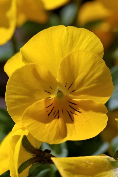 pansy yellow single color