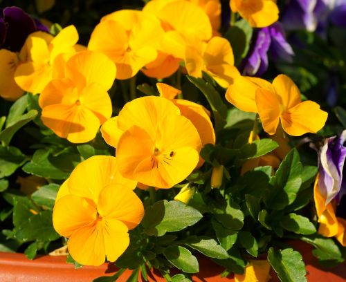 pansy yellow flowers