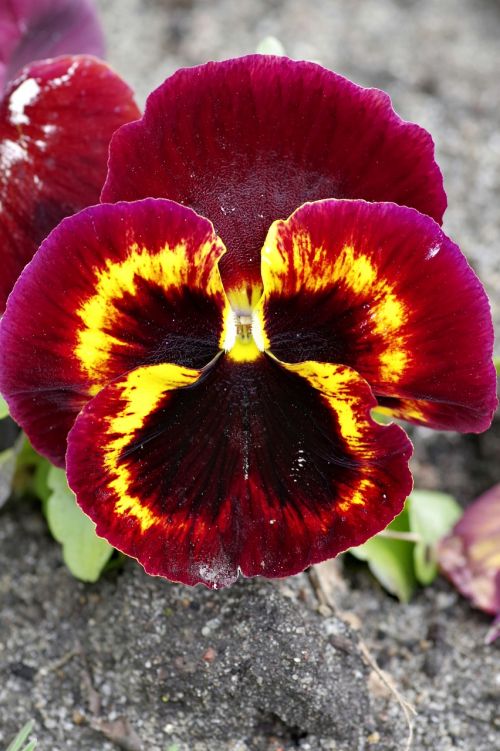 pansy raspberry red