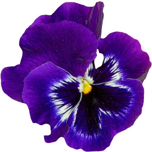 pansy spring flower