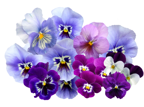 pansy isolated violet