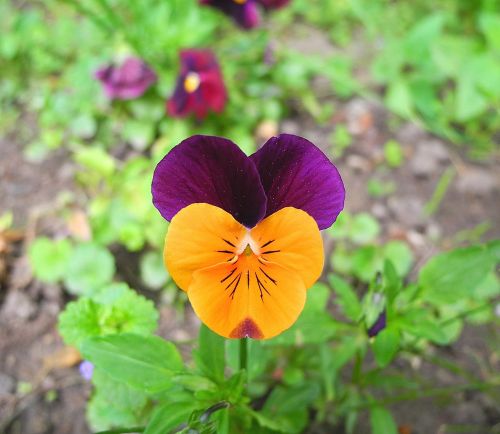 pansy flower purple and yellow pansy