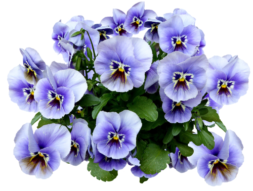 pansy spring blossom