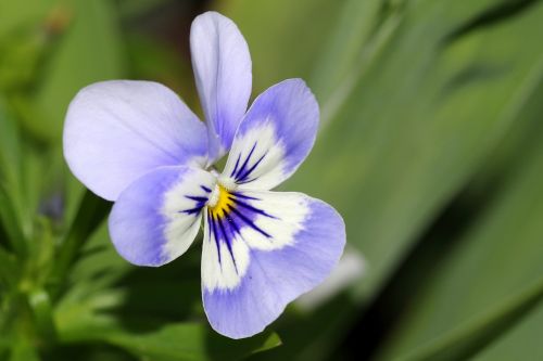 pansy flower blue