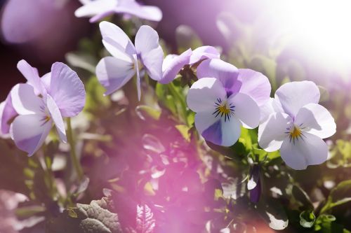 pansy violet white