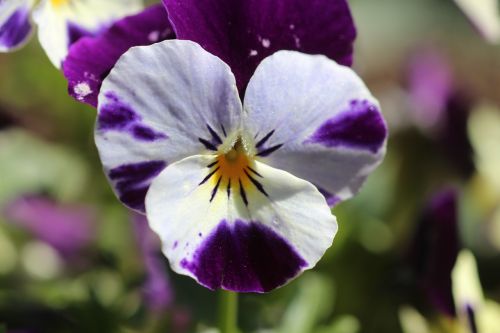 pansy flowers close