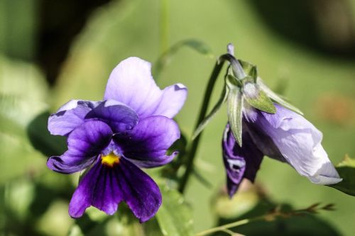 pansy flower summer flower