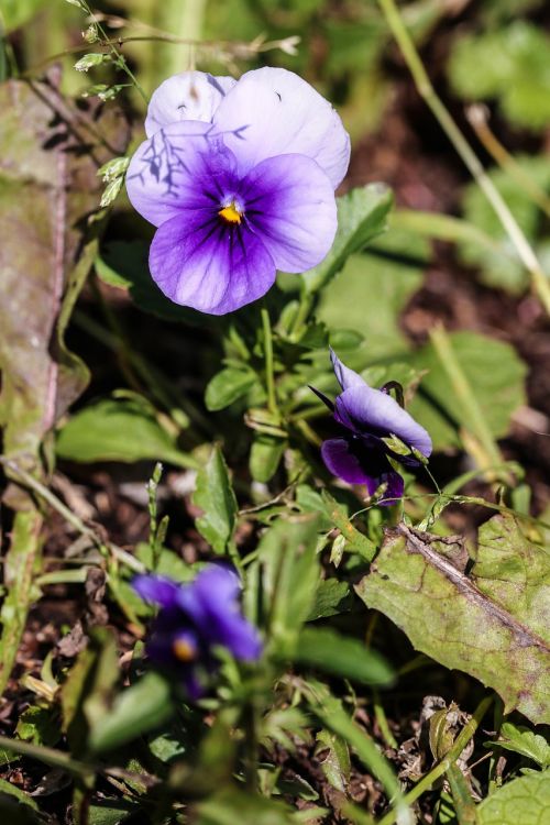 pansy summer flower nature