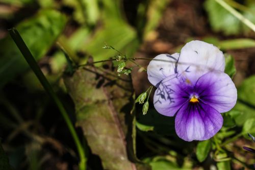 pansy summer flower nature