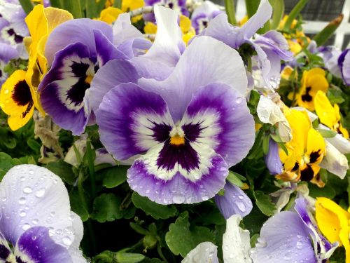 pansy flowers colorful
