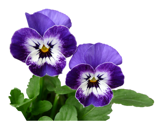 pansy purple plant
