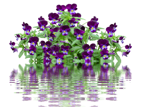 pansy spring flower