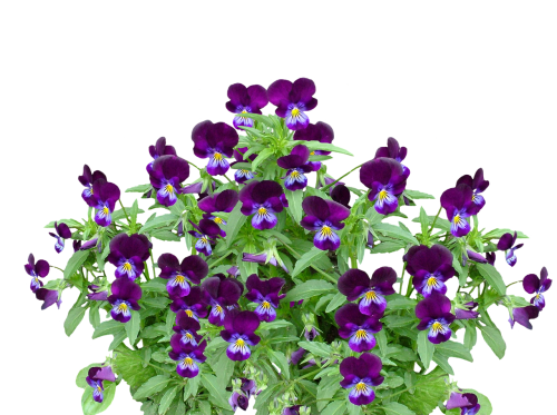 pansy spring flower