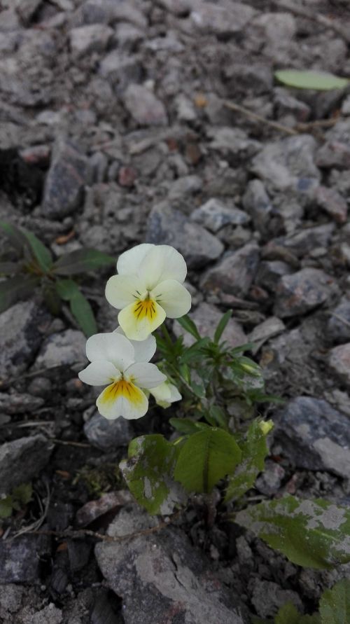 pansy couple two