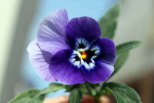 pansy flower nature