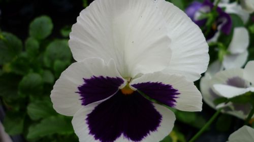pansy flower white