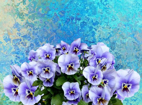 pansy spring nature