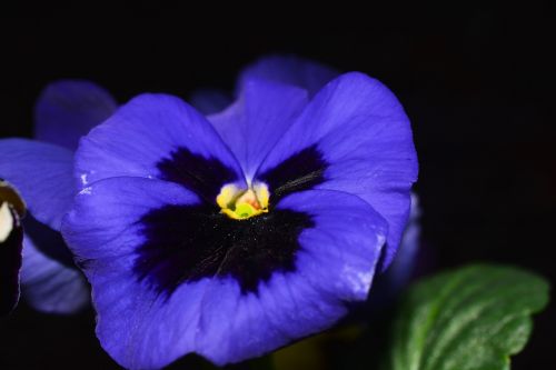 pansy flowers blue