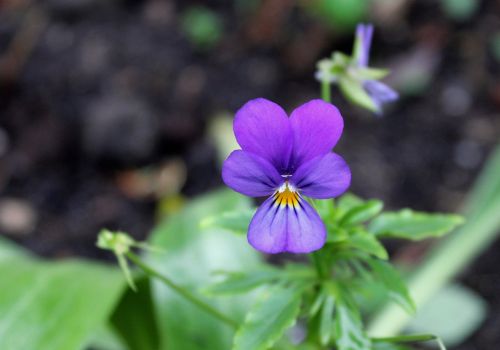 pansy flower bloom