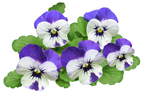 pansy flowers summer