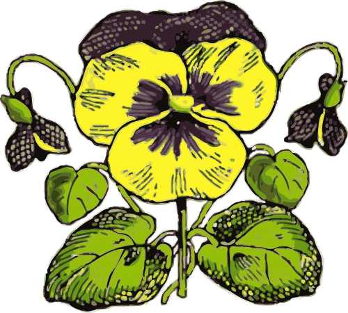 pansy flower plant