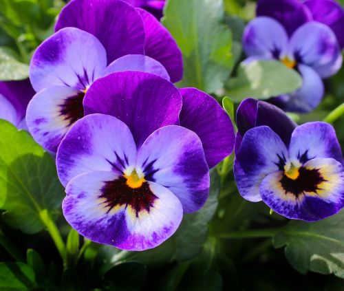 pansy flowers plant
