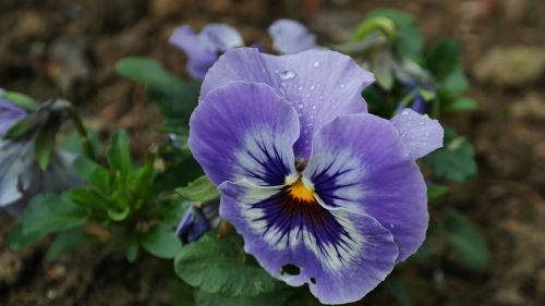 pansy background blossom