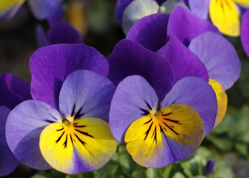 pansy flower blossom