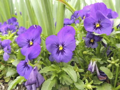 pansy viola wittrockiana violet