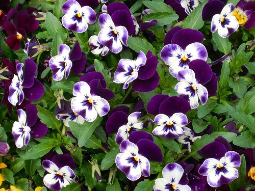 pansy  flowers  purple