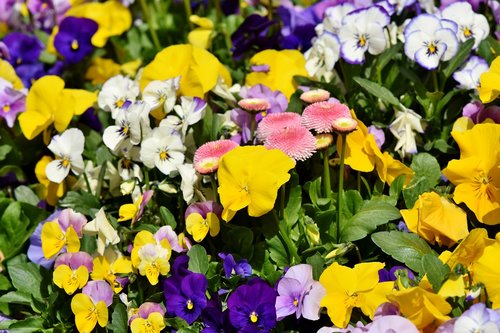 pansy  flowers  violet