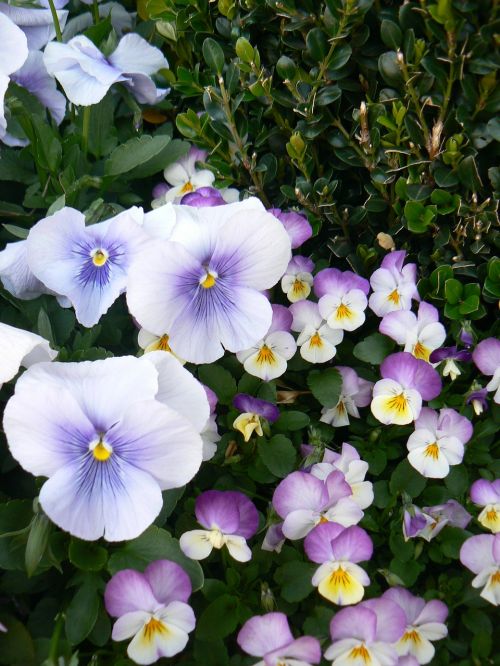 pansy violet flora