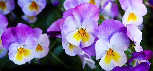 pansy flowers purple