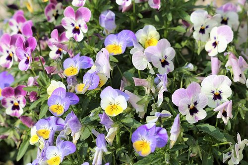 pansy  viola tricolor  flower
