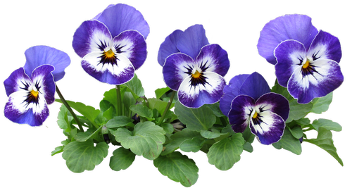 pansy  flowers  plant