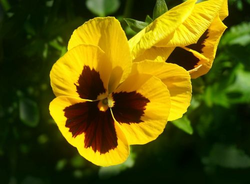 pansy flower yellow