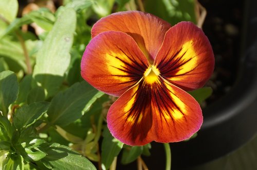 pansy  red  yellow